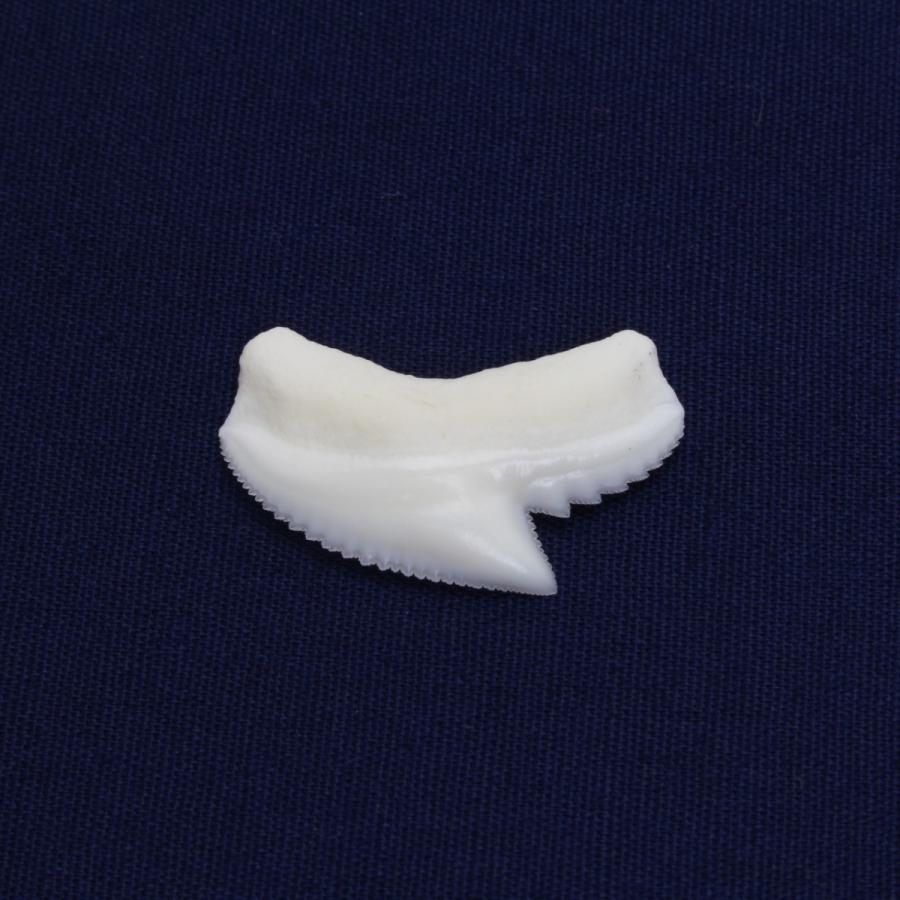 イタチザメの歯(Sサイズ) Tiger Shark tooth サメの歯1個 約 イタチザメの歯(Sサイズ) Tiger Shark tooth サメの歯1個 約