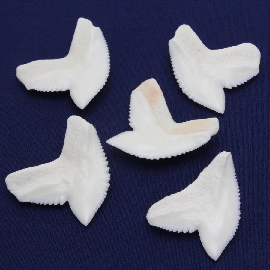 アオザメの歯 5個セット Shortfin mako shark tooth　サメの歯 約1.5〜2.0cm