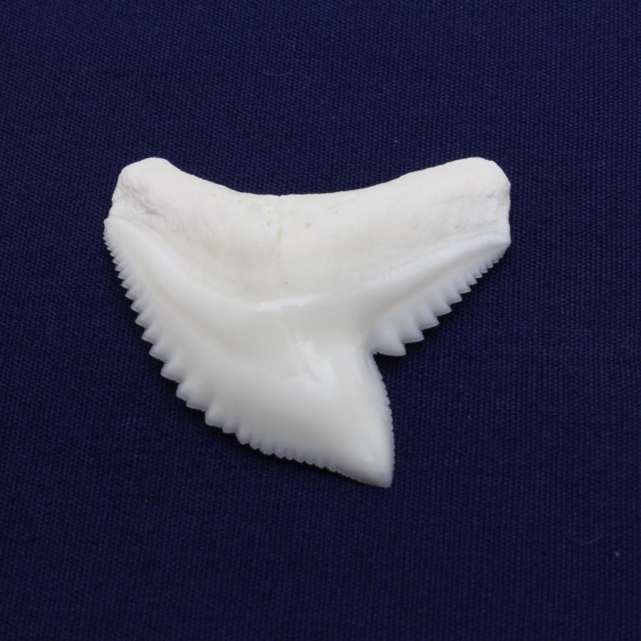 イタチザメの歯（Lサイズ） Tiger Shark tooth サメの歯1個 約2.5〜3.0