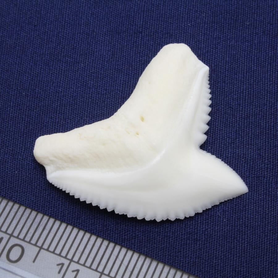 イタチザメの歯（Lサイズ） Tiger Shark tooth サメの歯1個 約