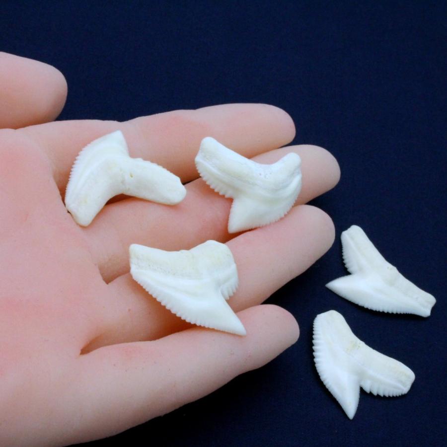 イタチザメの歯（Lサイズ）約2.5〜3.0cm 標本 本物 鮫 インテリア
