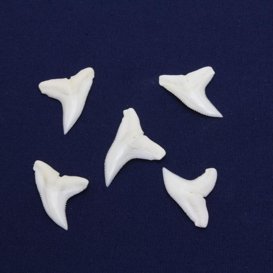 ヨシキリザメの歯 上歯 Blue shark サメの歯1個 tooth 約1.5cm セール 登場から人気沸騰 サービス