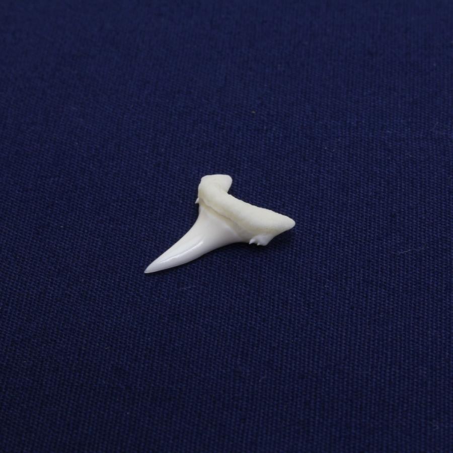 【Kiki】美品 サメの歯の化石 セット mt1201 51rksXFyKOL._UF350,350_QL80_.jpg