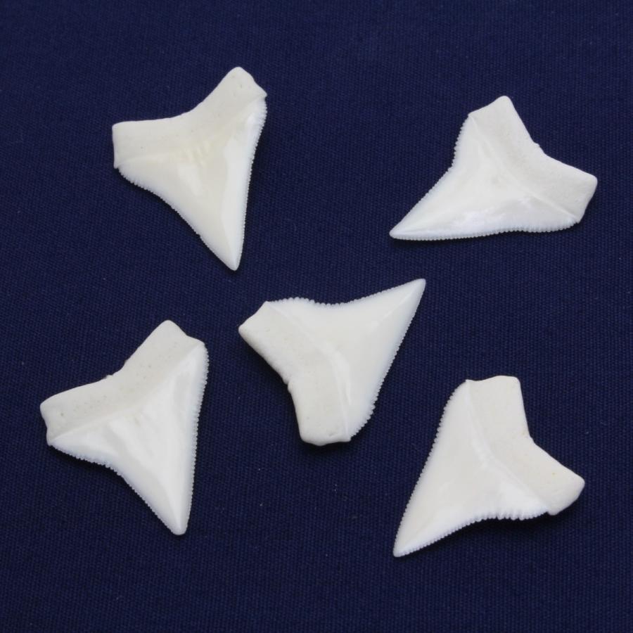 サメの歯 サメの歯化石 学名「Lanna Obliqua」 Khonibga, Morocco産 ｜石