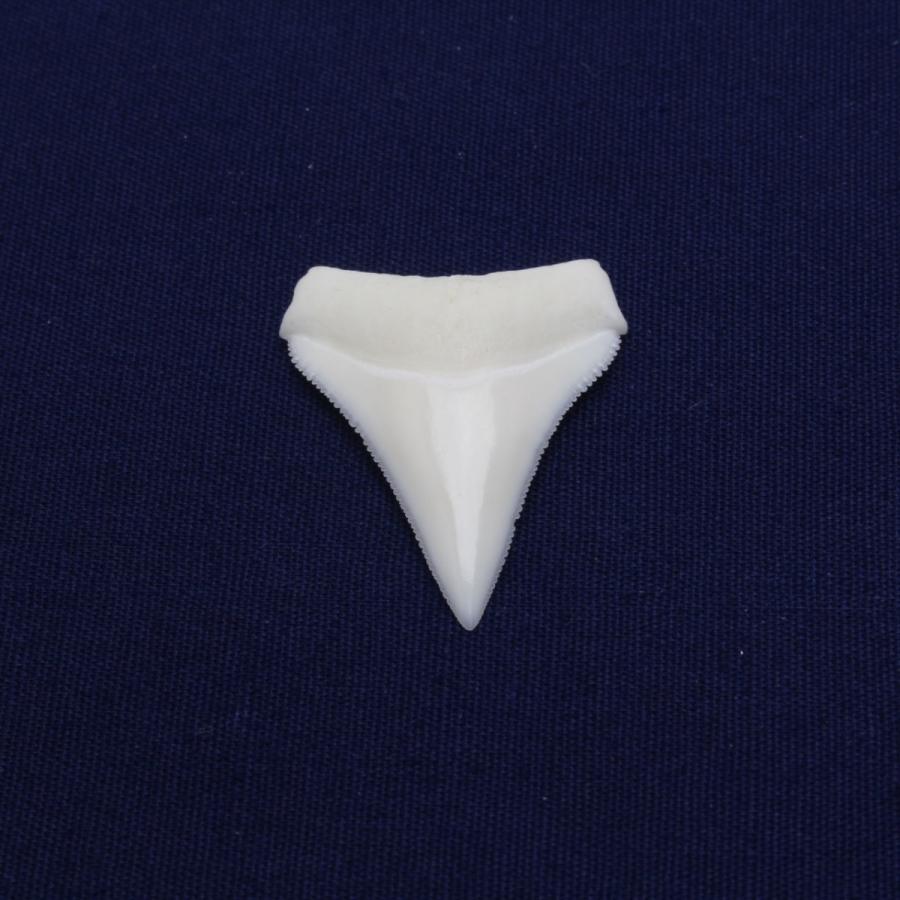 ガンジスメジロザメの歯 上歯 約2.0cm 標本 本物 鮫 インテリア