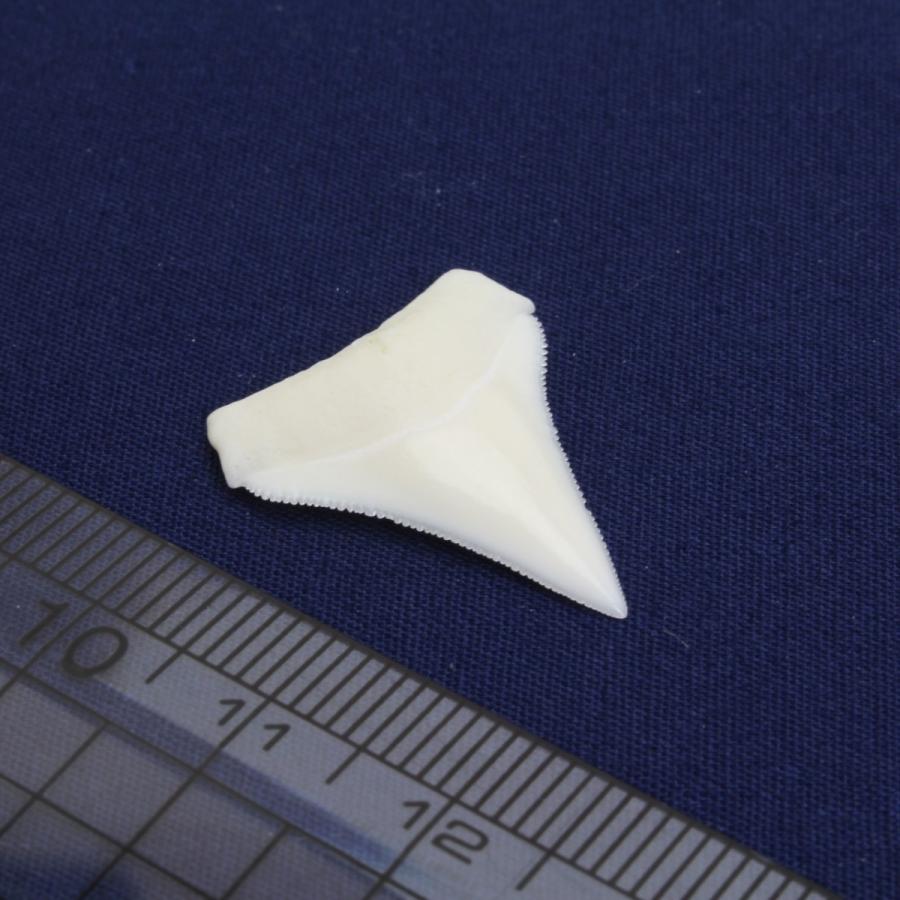 ガンジスメジロザメの歯 上歯 約2.0cm 標本 本物 鮫 インテリア