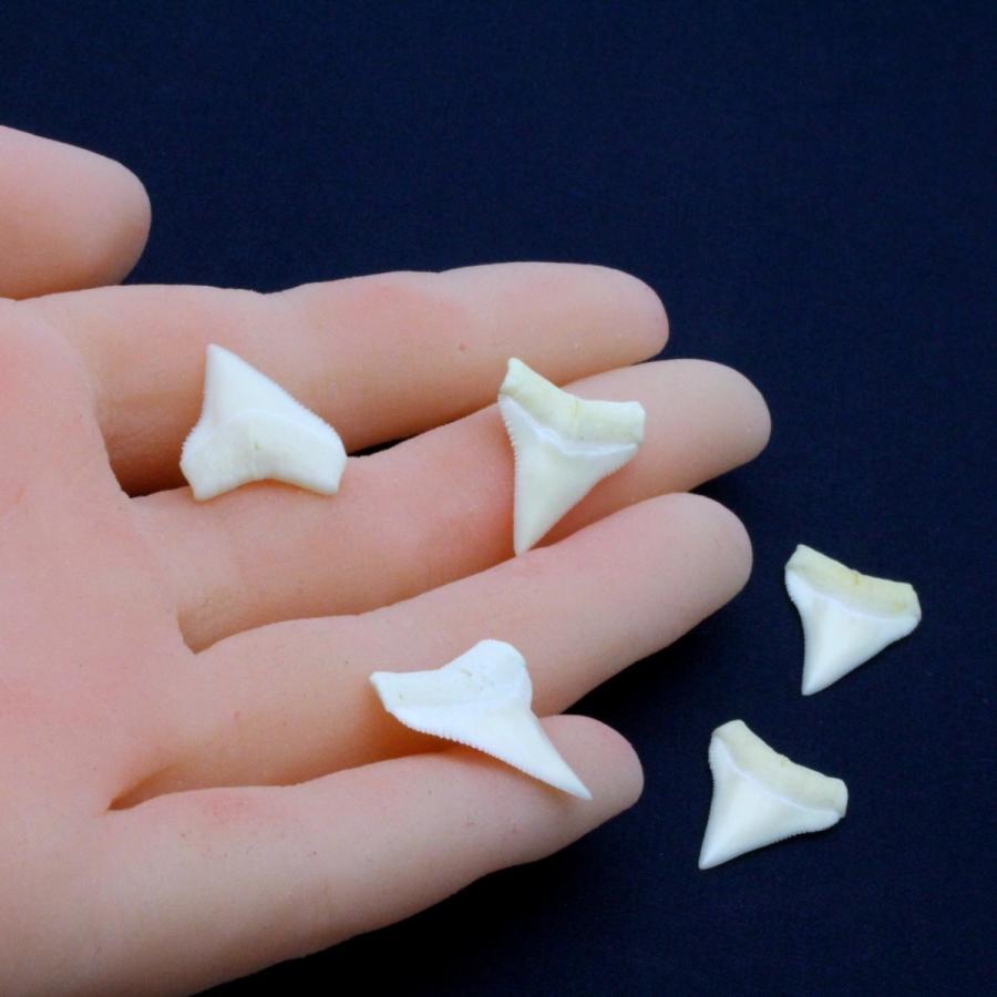 ガンジスメジロザメの歯 上歯 Spear tooth shark サメの歯1個 約