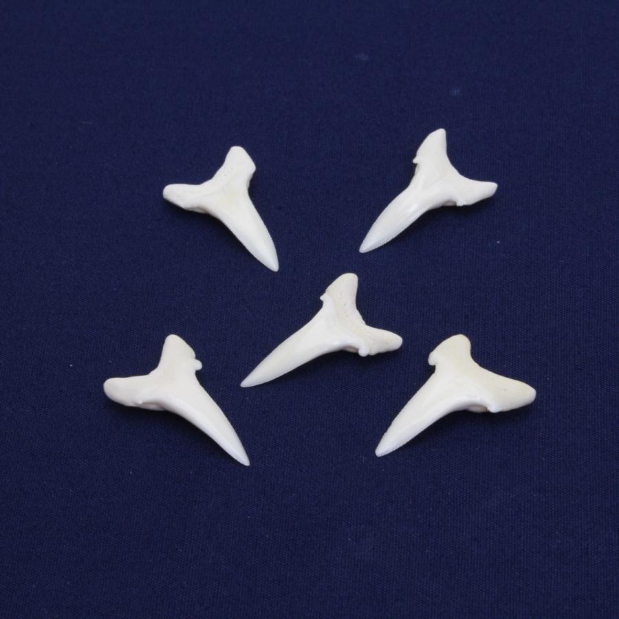 ガンジスメジロザメの歯 下歯 約2.0cm 標本 本物 鮫 インテリア