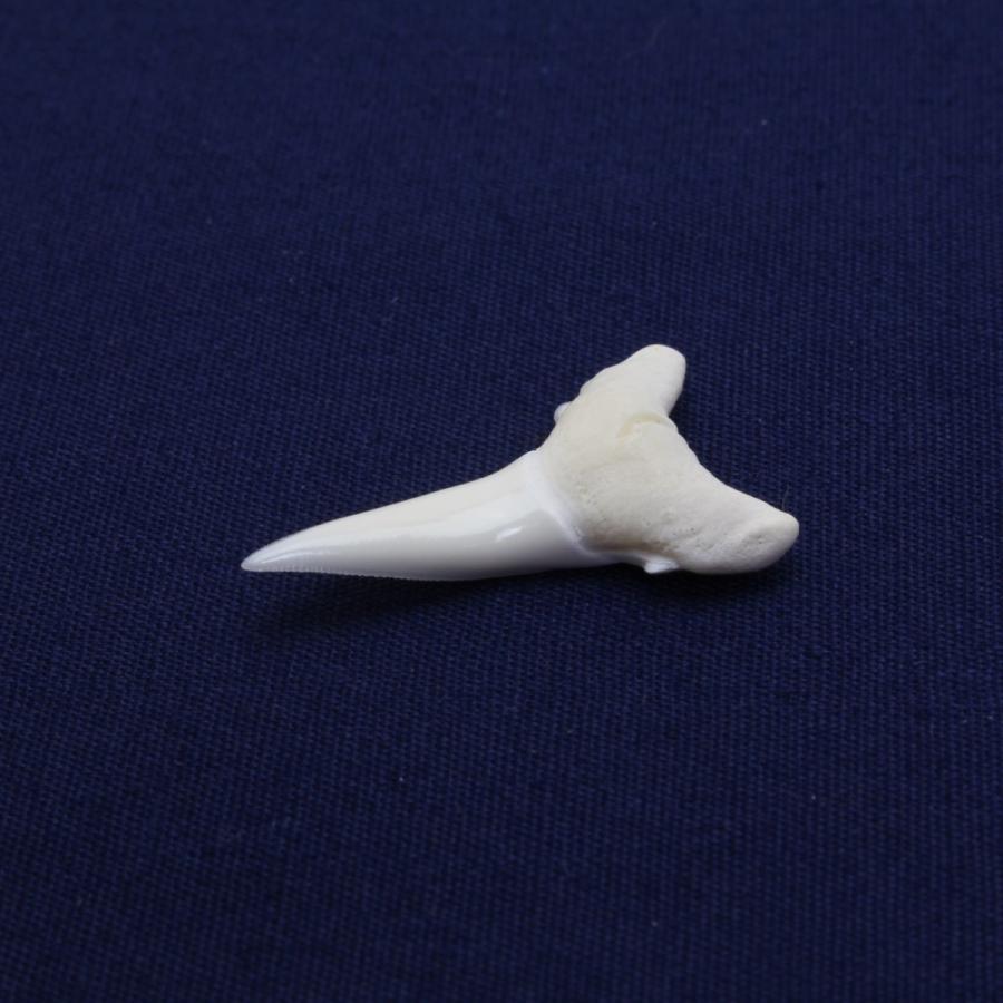 ガンジスメジロザメの歯 下歯 約2.0cm 標本 本物 鮫 インテリア
