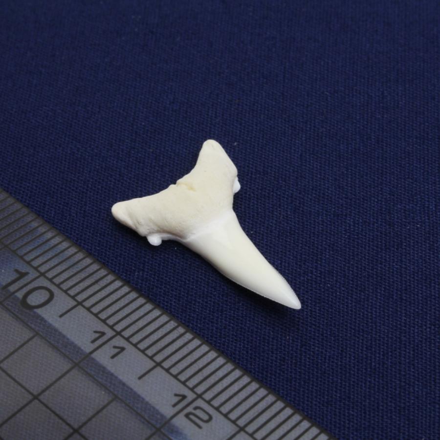 ガンジスメジロザメの歯 下歯 約2.0cm 標本 本物 鮫 インテリア