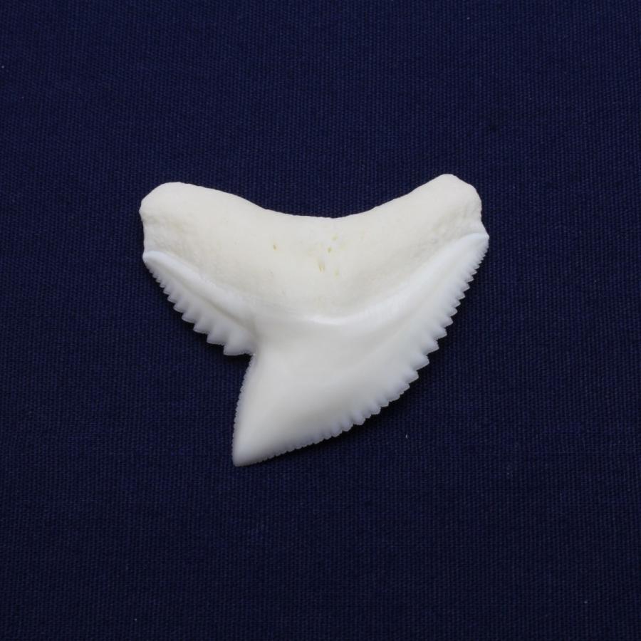 イタチザメの歯（LLサイズ）　Tiger Shark tooth　サメの歯1個　約3.0cmUP｜kaiyokobo｜03