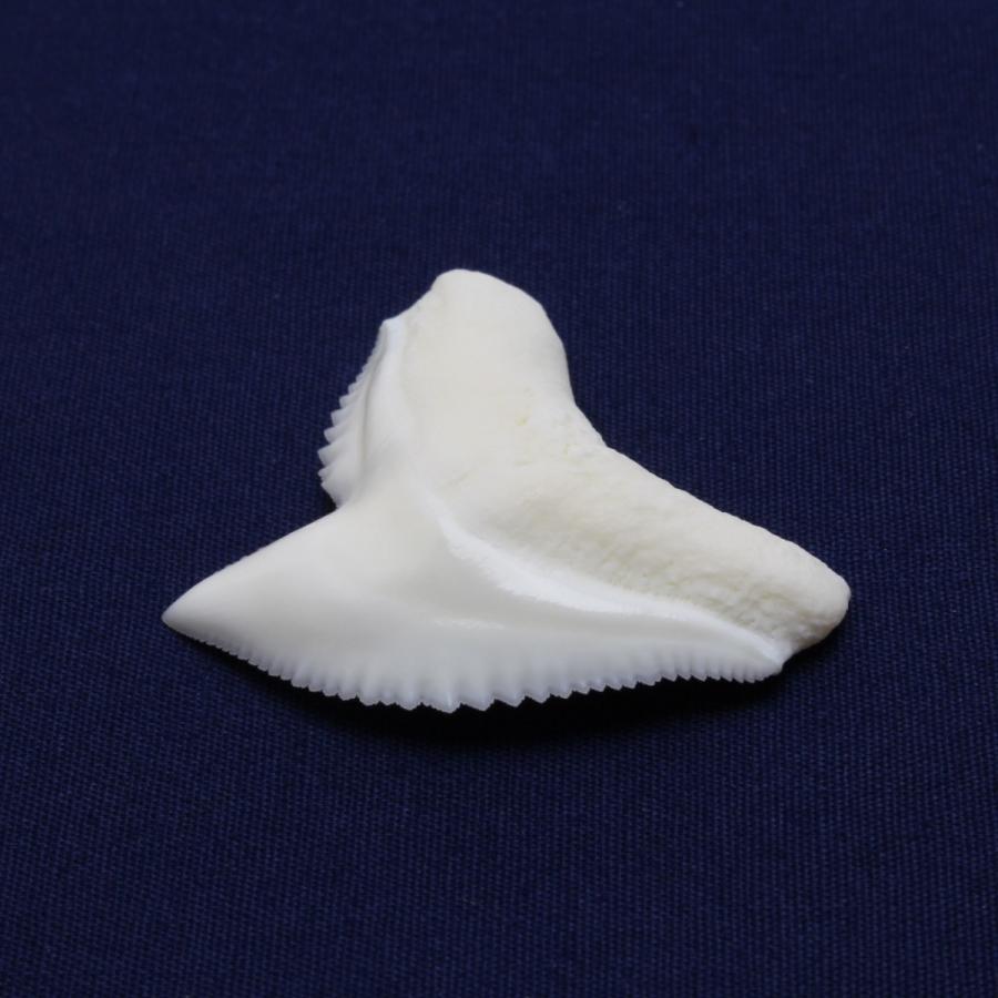 イタチザメの歯（LLサイズ）　Tiger Shark tooth　サメの歯1個　約3.0cmUP｜kaiyokobo｜04