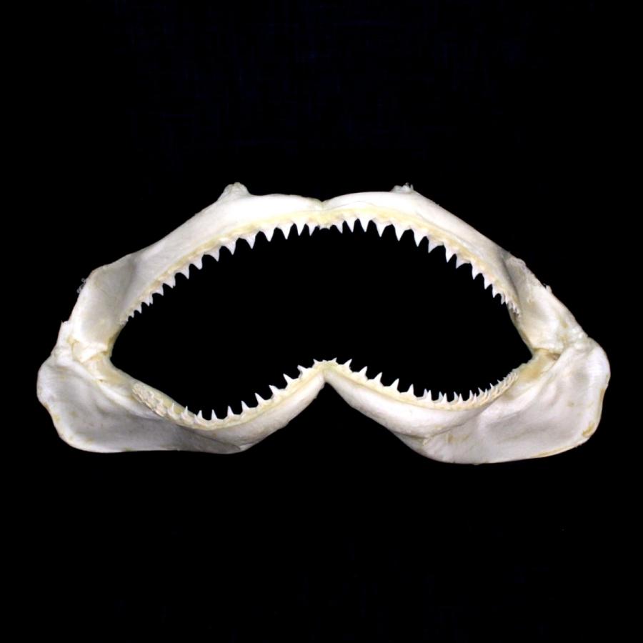 サメの顎 クロヘリメジロザメ 顎骨標本 コパーシャーク Copper Shark No 2 Sc 1851 海洋工房 通販 Yahoo ショッピング