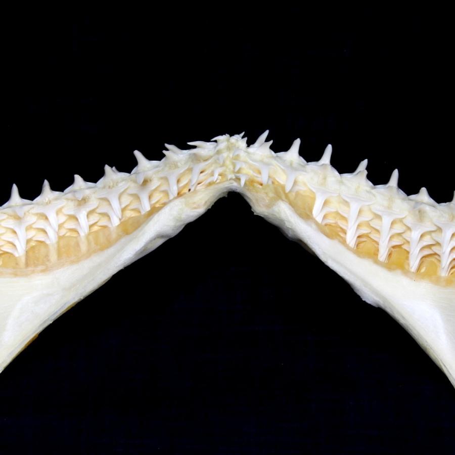 サメ 標本】カマストガリザメNo.18 顎骨標本 サメの歯 コレクション