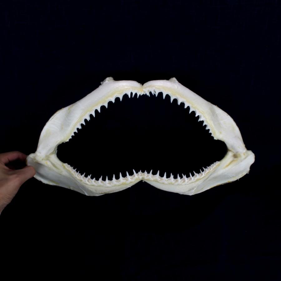 サメ 標本】カマストガリザメNo.19 顎骨標本 サメの歯 コレクション