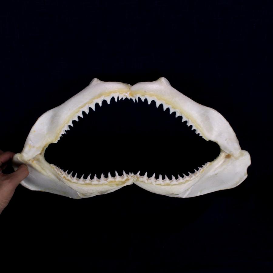 サメの顎（カマストガリザメ）顎骨標本 ブラックチップシャーク