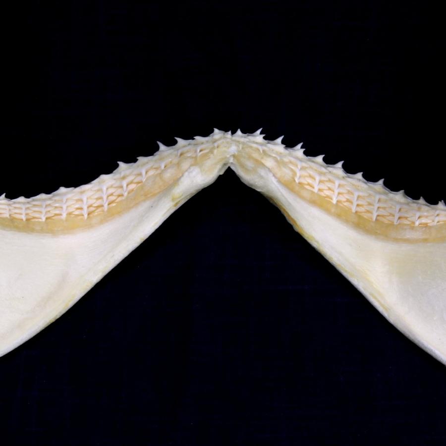 オキナワヤジリザメ 歯 顎 標本 A2