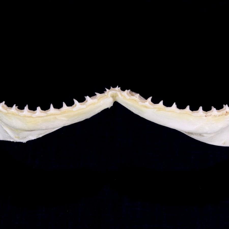 シュモクザメ　アゴ　標本 サメの顎（カマストガリザメ）顎骨標本 ブラックチップシャーク
