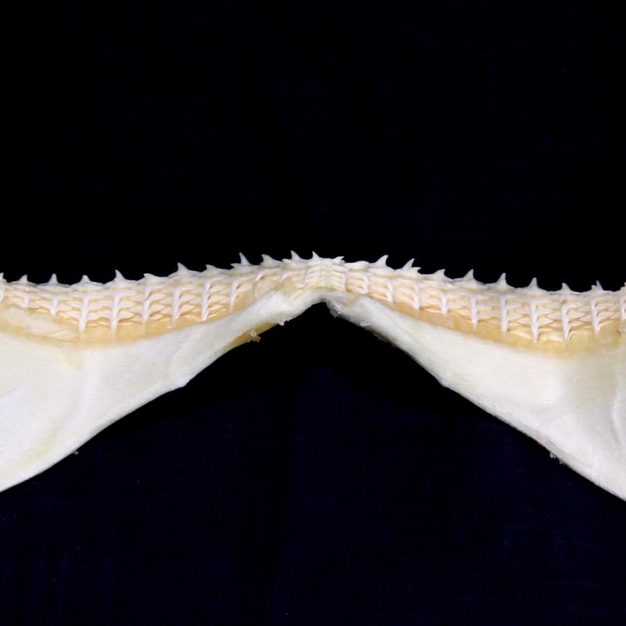 サメの顎（ハナザメ）顎骨標本 スピナーシャーク Spinner shark