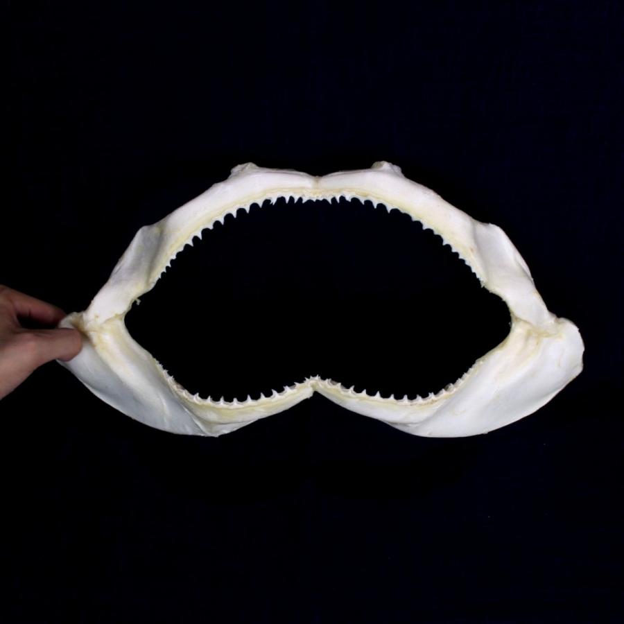 シュモクザメ　アゴ　標本 サメの顎（ハナザメ）顎骨標本 スピナーシャーク Spinner shark