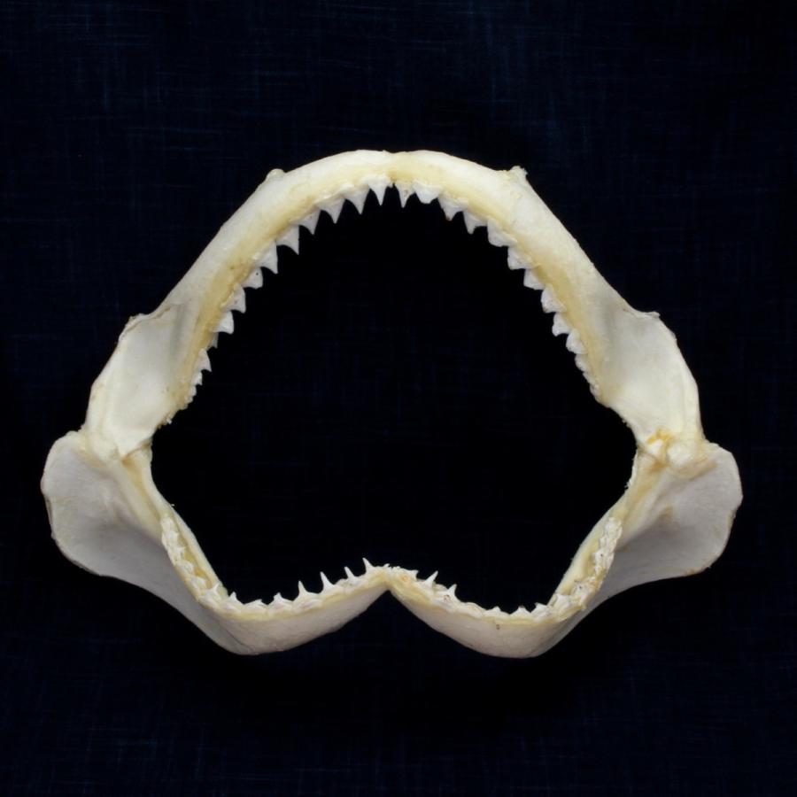 サメの顎 ヤジブカ 顎骨標本 サンドバーシャーク Sandbar Shark No 18 Sc 2173 海洋工房 通販 Yahoo ショッピング