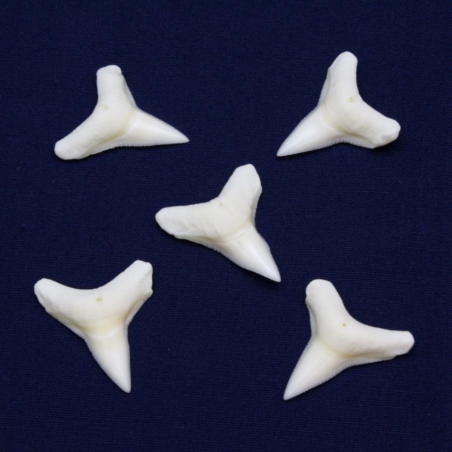 オオメジロザメの歯 下歯 Bull Shark Tooth サメの歯1個 約2 0cm Sc 21 海洋工房 通販 Yahoo ショッピング
