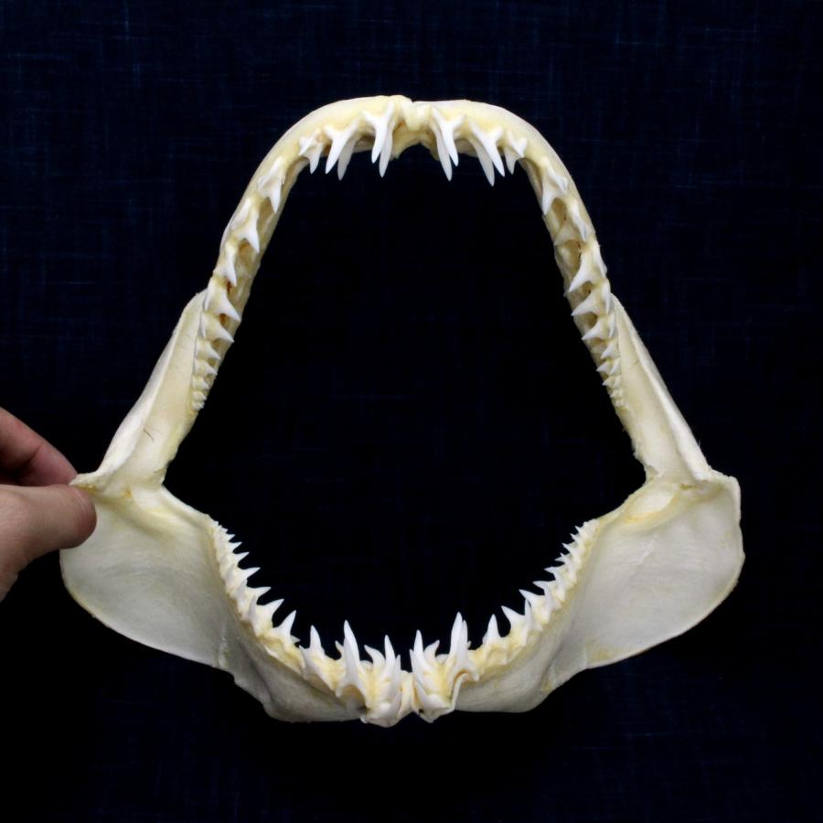 ヘラザメ　乾燥標本　顎歯　A1 鮫 サメ 歯 顎骨格 標本 海中生物 剥製 送料込み サメの顎
