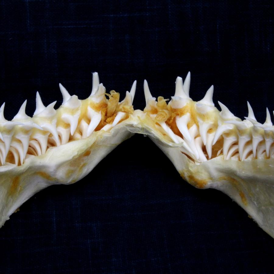 サメの顎（アオザメ）顎骨標本 マコシャーク Shortfin mako shark No.126