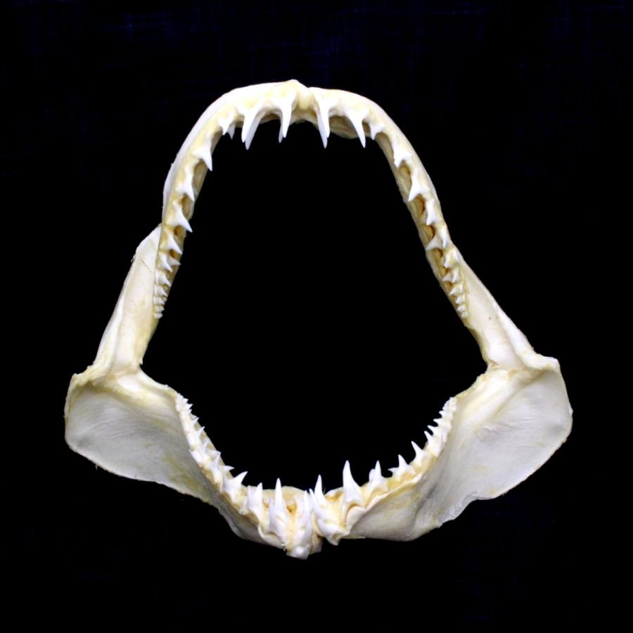 サメの顎(アオザメ)顎骨標本 マコシャーク Shortfin mako サメの顎(アオザメ)顎骨標本 マコシャーク Shortfin mako