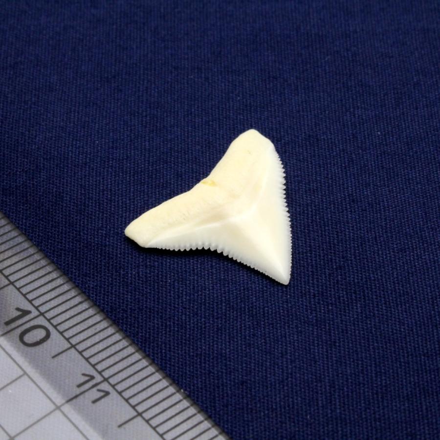 オオメジロザメの歯（Mサイズ）上歯 約1.0〜1.5cm 標本 本物 鮫