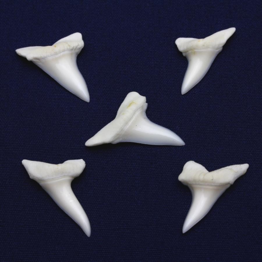 アオザメの歯 5個セット Shortfin mako shark tooth　サメの歯 約1.5〜2.0cm｜kaiyokobo｜02