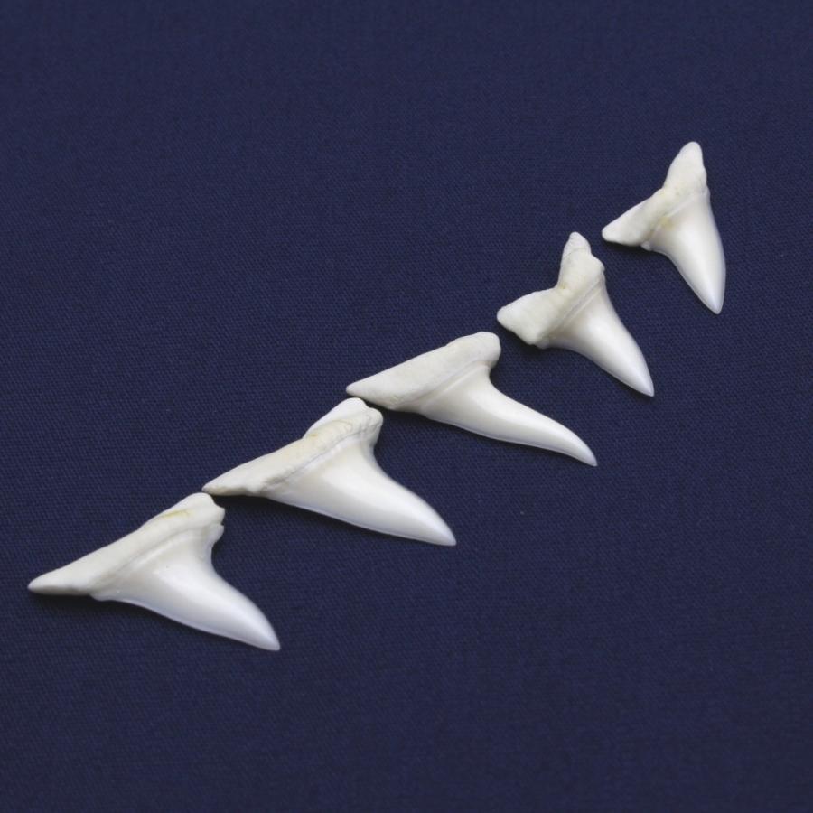 アオザメの歯 5個セット Shortfin mako shark tooth　サメの歯 約1.5〜2.0cm｜kaiyokobo｜06