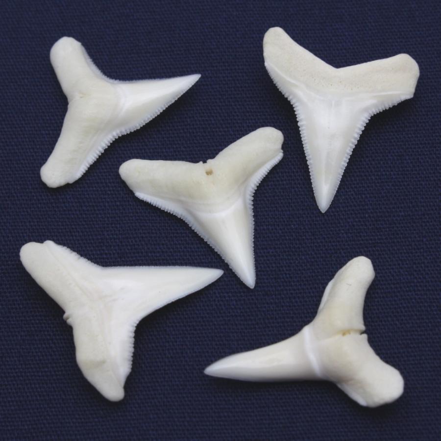 メジロザメ科 サメの歯 5個セット Requiem shark 約1.5〜2.0cm｜kaiyokobo｜02