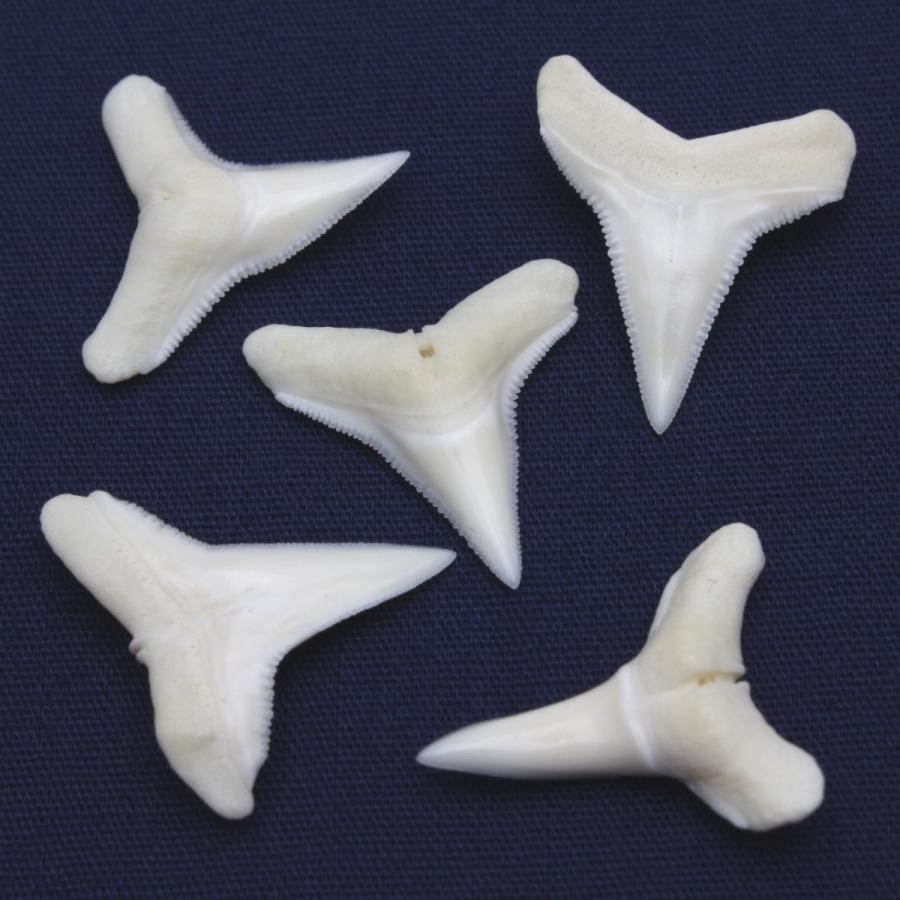メジロザメ科 サメの歯 5個セット 約1.5〜2.0cm 標本 本物 鮫