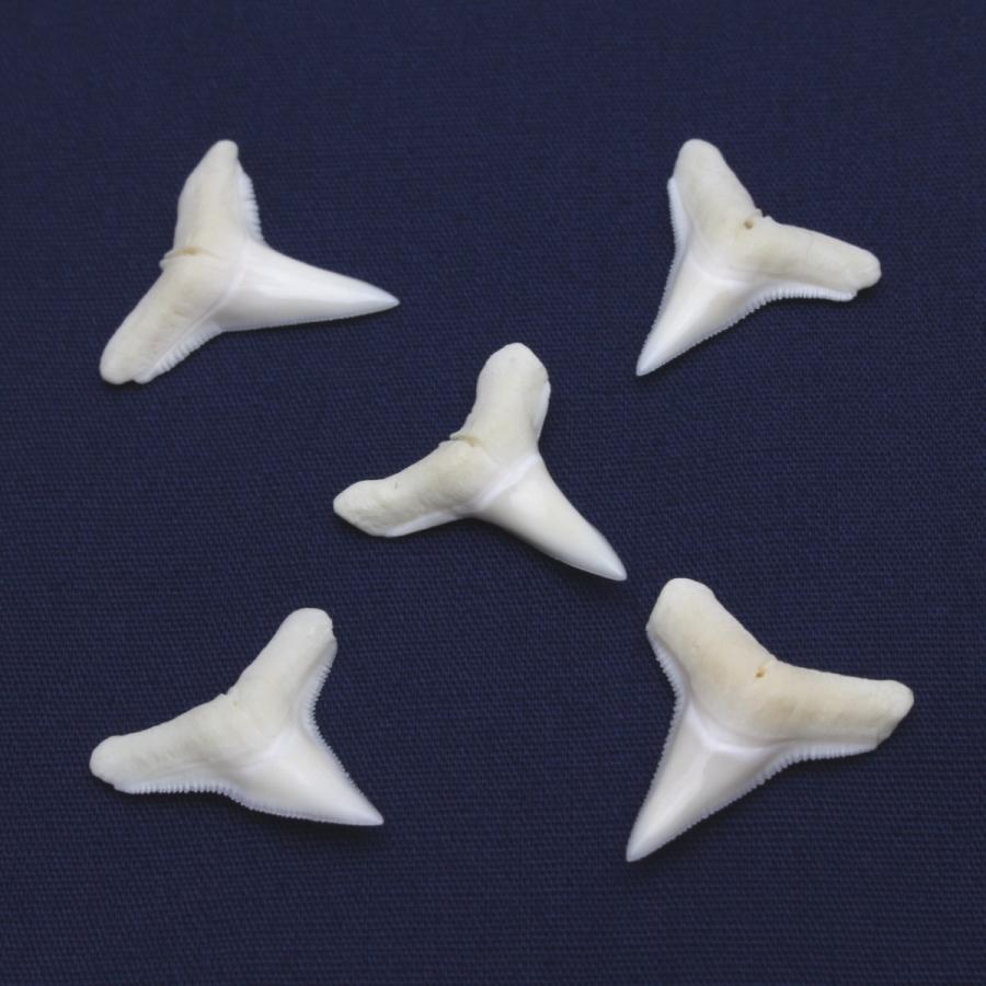 メジロザメ科 サメの歯 5個セット Requiem shark 約1.5〜2.0cm｜kaiyokobo｜03