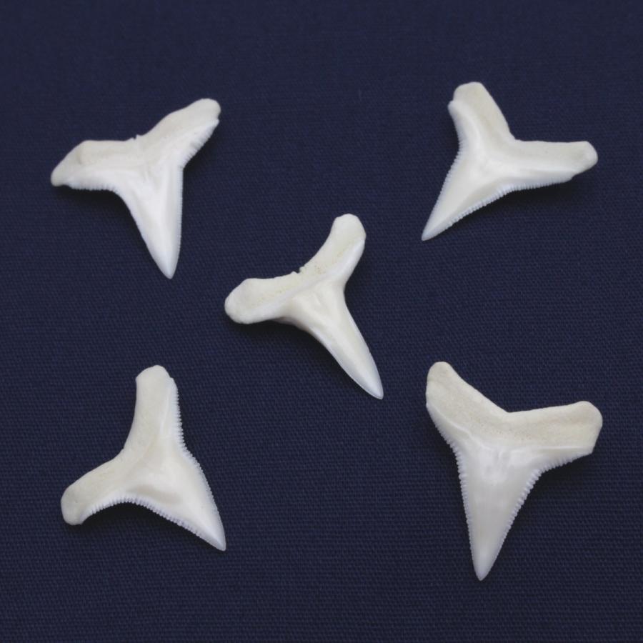 サメの歯　インテリア　コレクション　まとめ売り メジロザメ科 サメの歯 5個セット 約1.5〜2.0cm 標本 本物 鮫
