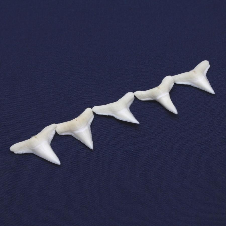 メジロザメ科 サメの歯 5個セット 約1.5〜2.0cm 標本 本物 鮫