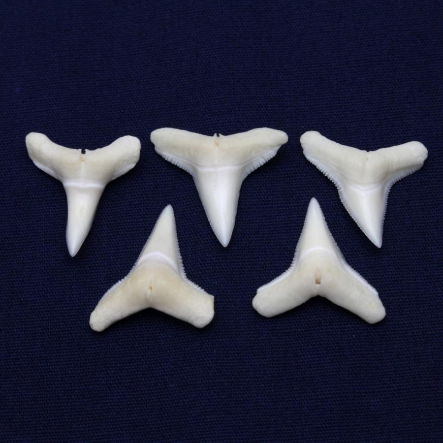 メジロザメ科 サメの歯 5個セット Requiem shark 約1.5〜2.0cm｜kaiyokobo｜06