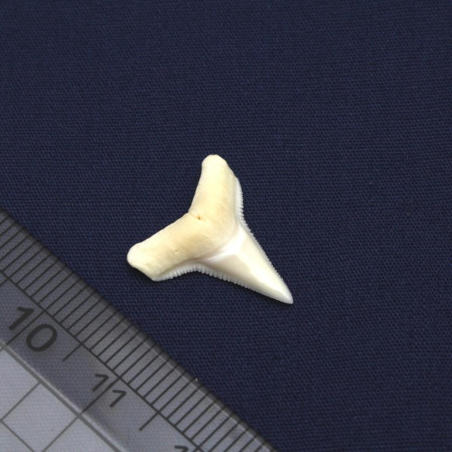 メジロザメ科 サメの歯 5個セット 約1.5〜2.0cm 標本 本物 鮫