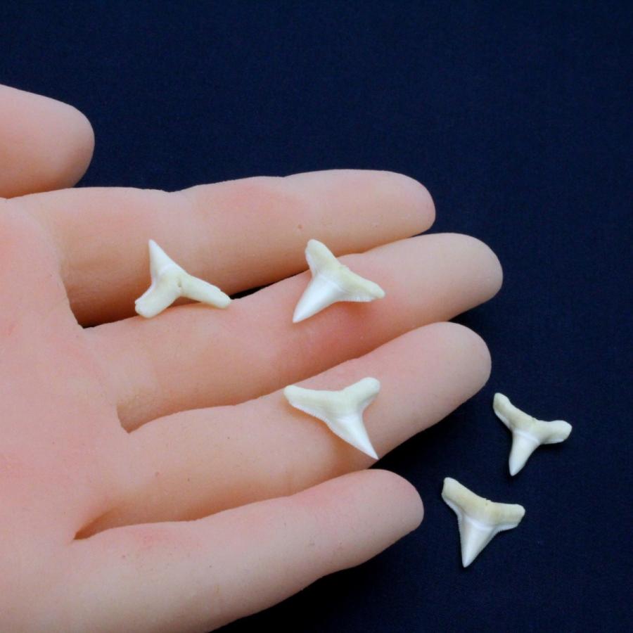 メジロザメ科 サメの歯 5個セット 約1.5〜2.0cm 標本 本物 鮫