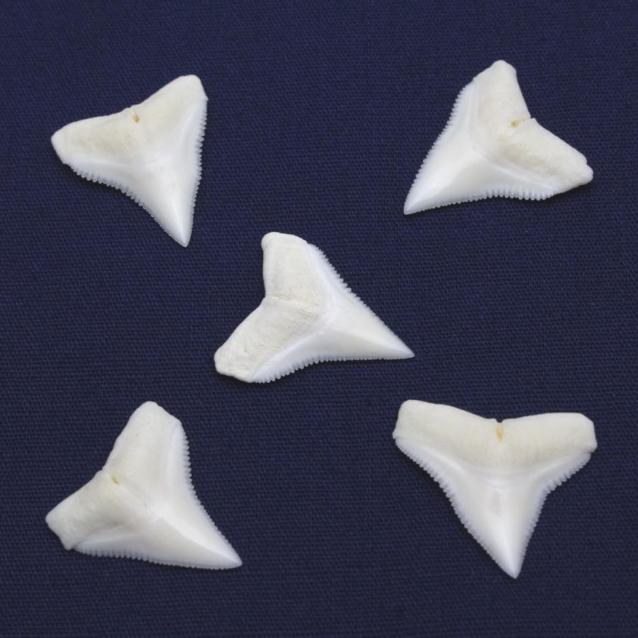 オオメジロザメの歯（Sサイズ）上歯　Bull Shark tooth　サメの歯1個　約0.8〜1.0cm｜kaiyokobo