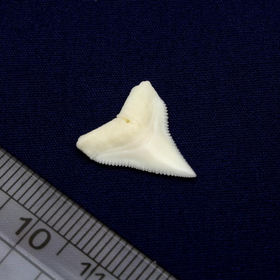 オオメジロザメの歯（Sサイズ）上歯　Bull Shark tooth　サメの歯1個　約0.8〜1.0cm｜kaiyokobo｜06