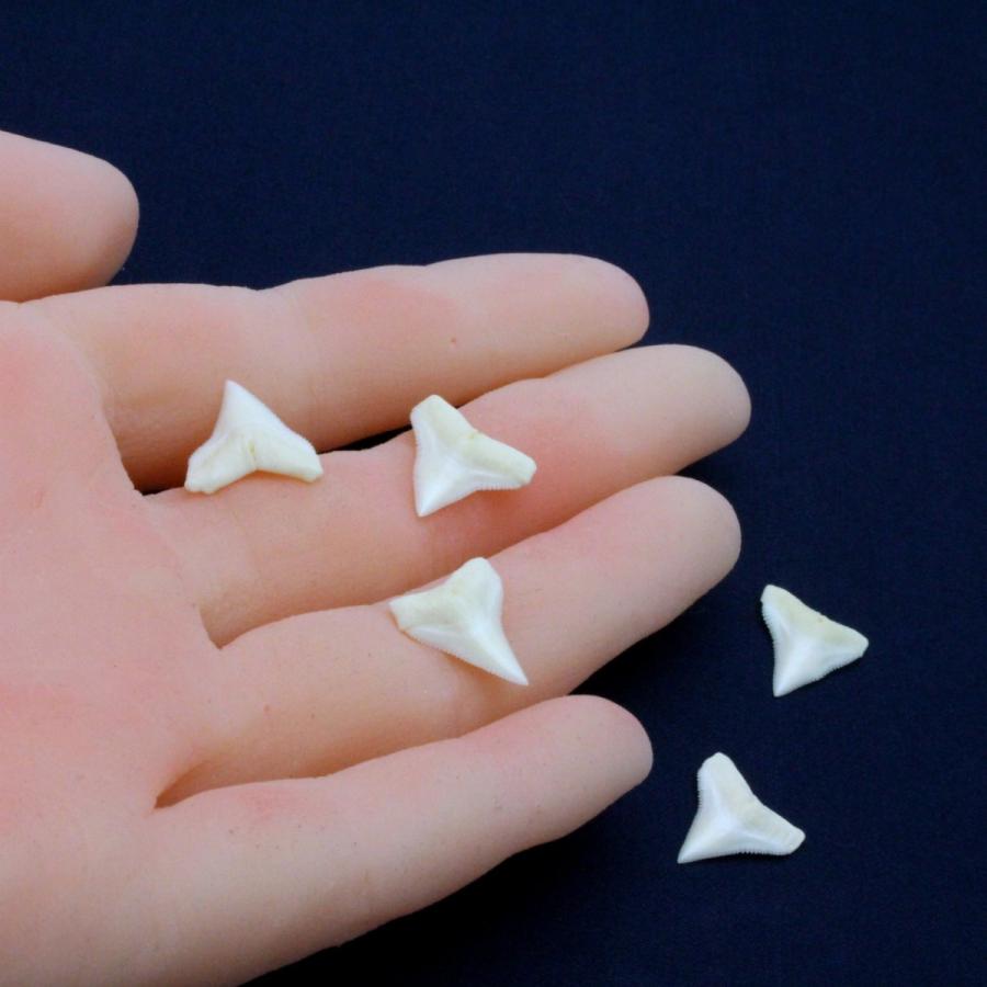 オオメジロザメの歯（Sサイズ）上歯　Bull Shark tooth　サメの歯1個　約0.8〜1.0cm｜kaiyokobo｜07