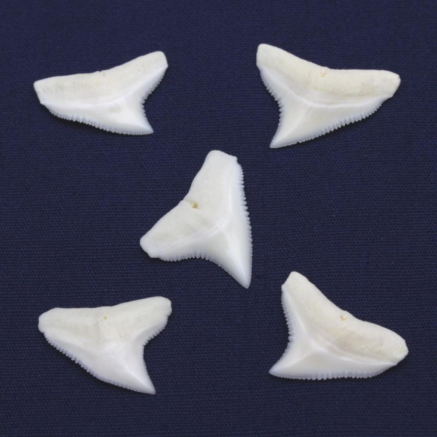 ドタブカの歯 上歯 Dusky shark tooth サメの歯1個　約1.5〜2.0cm｜kaiyokobo