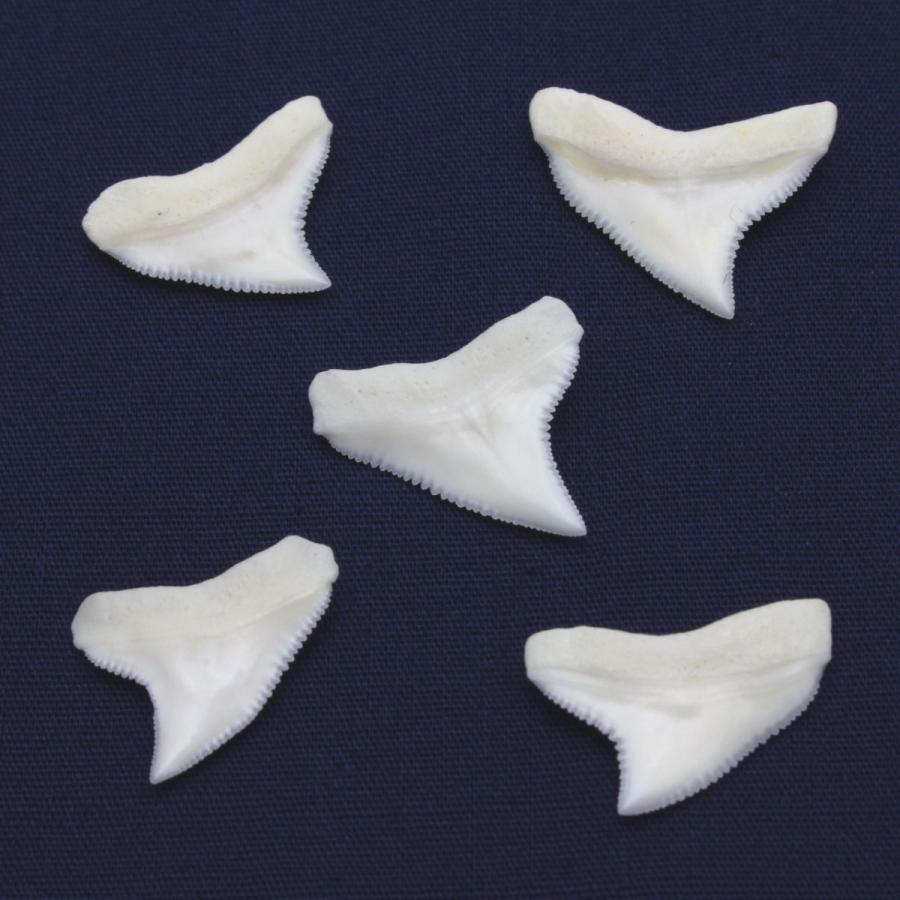 ドタブカの歯 上歯 Dusky shark tooth サメの歯1個　約1.5〜2.0cm｜kaiyokobo｜02