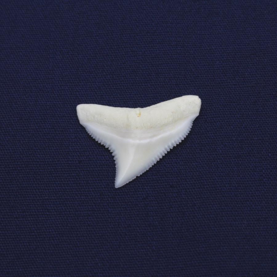 ドタブカの歯 上歯 Dusky shark tooth サメの歯1個　約1.5〜2.0cm｜kaiyokobo｜03