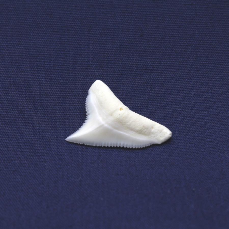 ドタブカの歯 上歯 Dusky shark tooth サメの歯1個　約1.5〜2.0cm｜kaiyokobo｜04