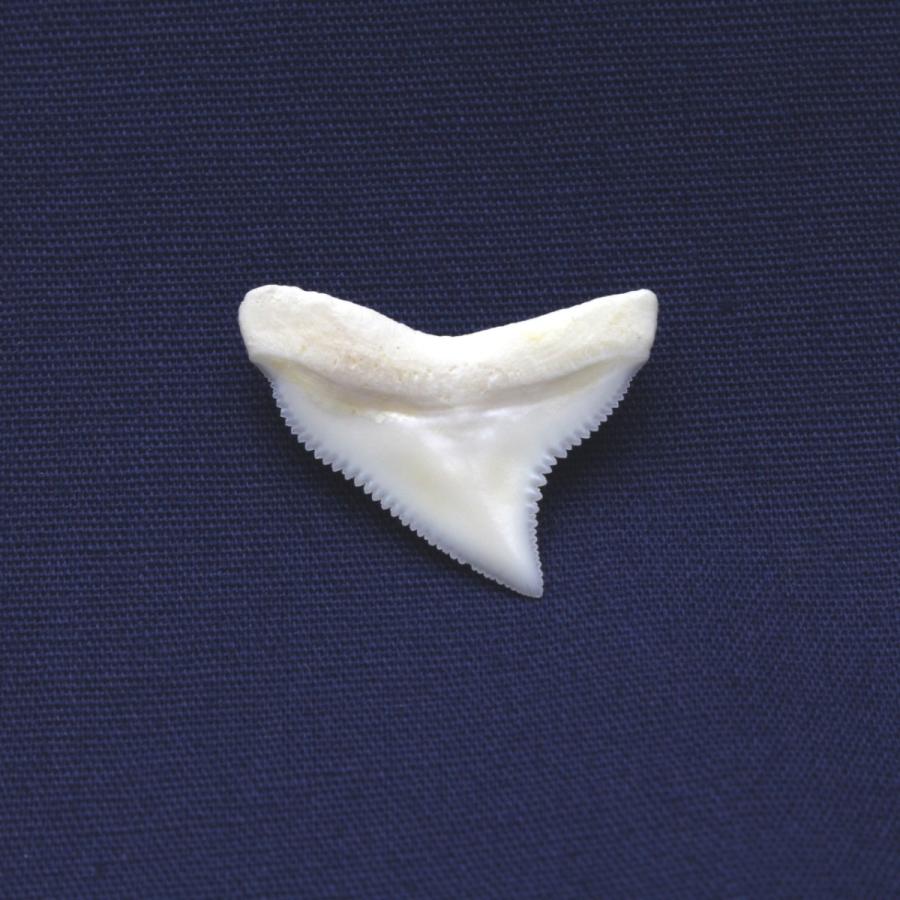 ドタブカの歯 上歯 Dusky shark tooth サメの歯1個　約1.5〜2.0cm｜kaiyokobo｜05