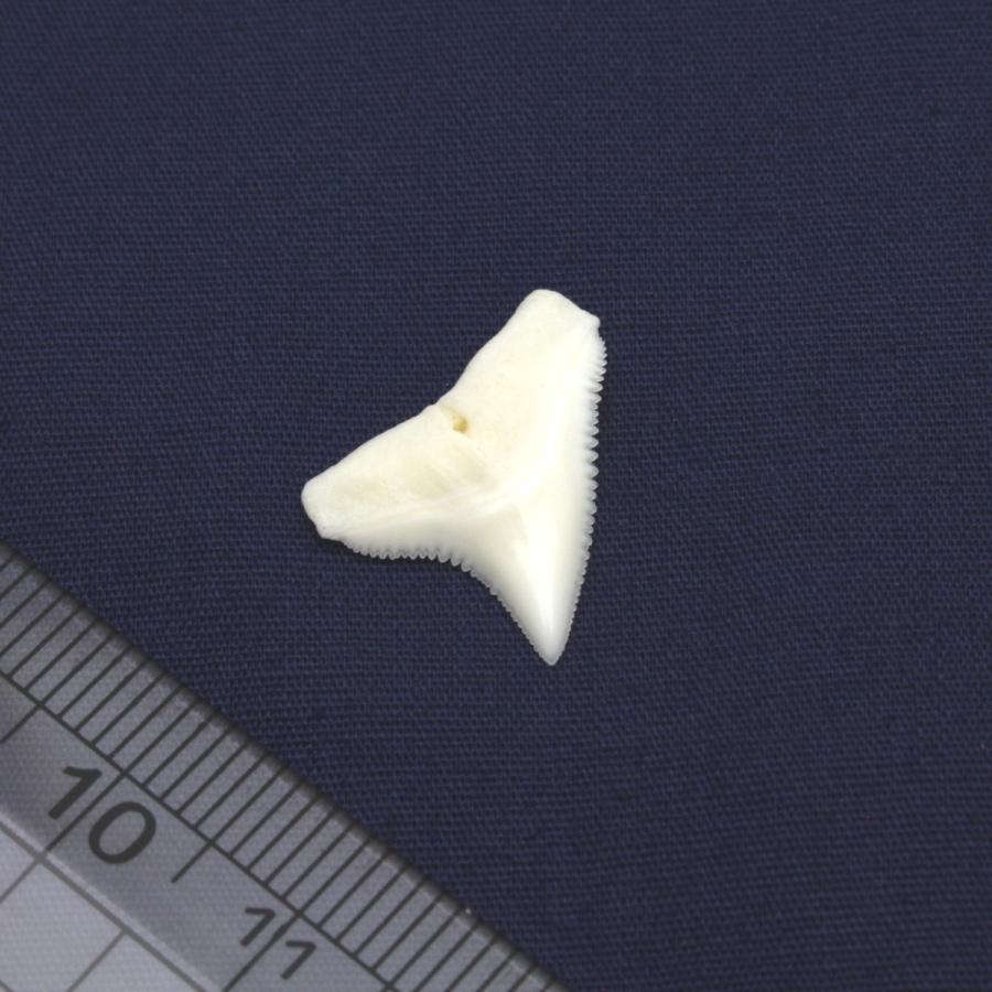 ドタブカの歯 上歯 Dusky shark tooth サメの歯1個　約1.5〜2.0cm｜kaiyokobo｜06