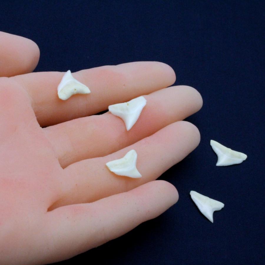 ドタブカの歯 上歯 約1.5〜2.0cm 標本 本物 鮫 インテリア